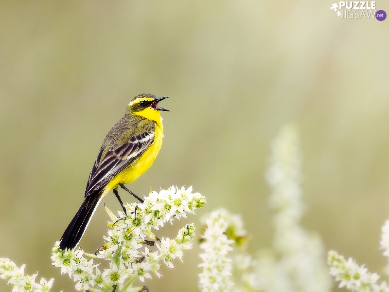 Bird, Yellow Wagtail