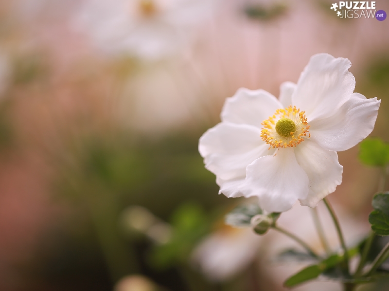 White, Colourfull Flowers, blurry background, anemone