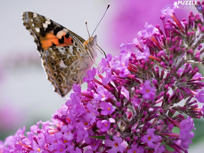 Pink, butterfly bush, Painted Lady, Colourfull Flowers, butterfly
