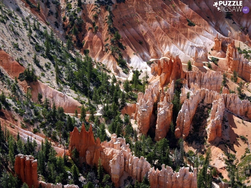 canyon, viewes, Conifers, trees