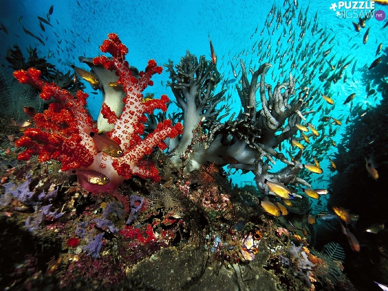 depths, coral, fish, reef