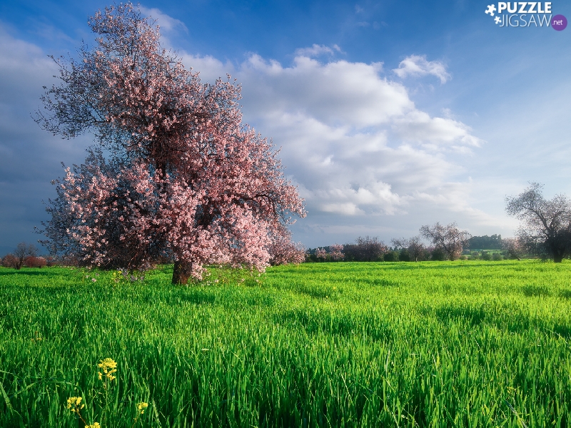 Field, trees, Spring, Flourished