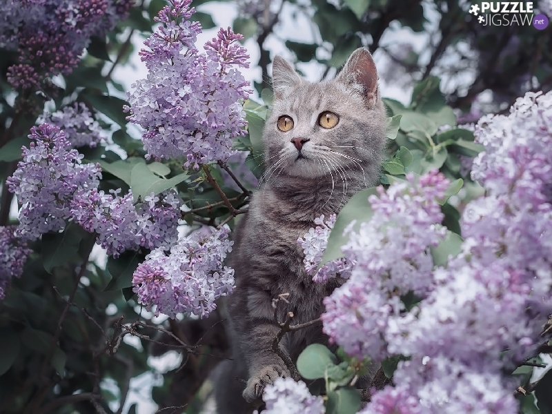 cat, without, Syringa, Flowers