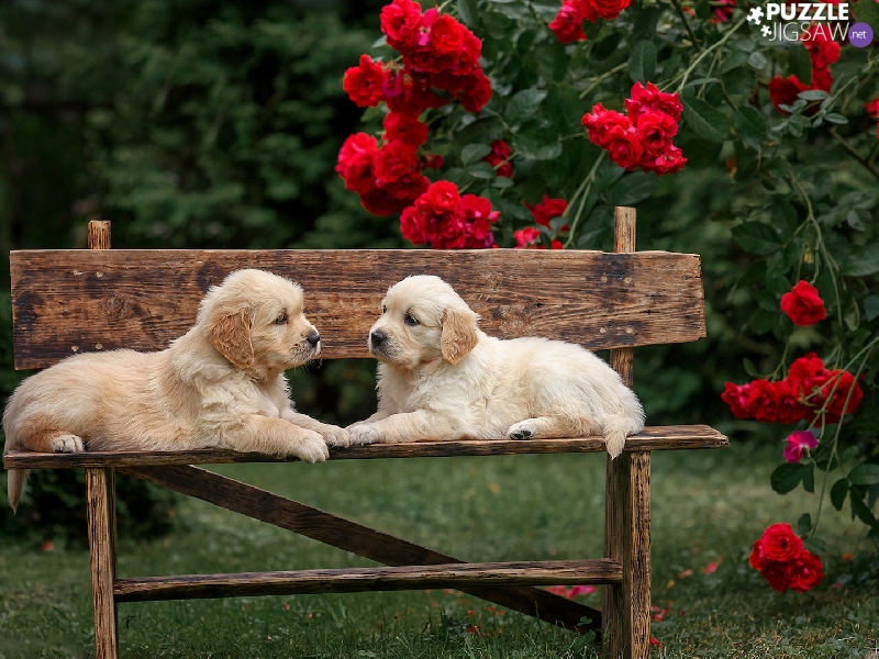 Golden Retriever, Dogs, Flowers, roses, Bench, puppies