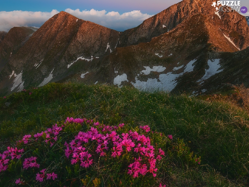 Pink, Flowers, peaks, grass, Mountains