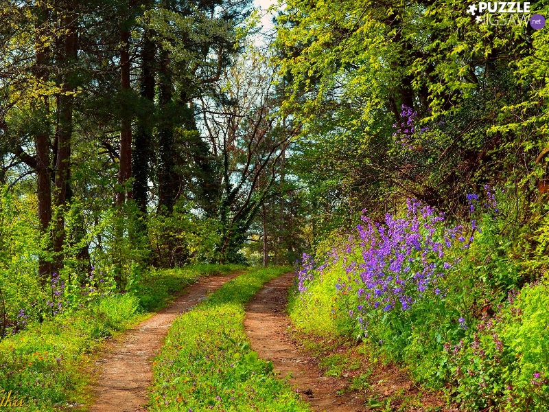 forest, trees, summer, viewes, VEGETATION, Path, Way, Flowers