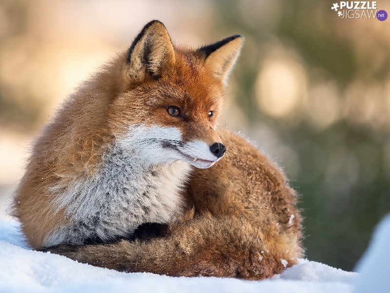 lying, snow, winter, Fox