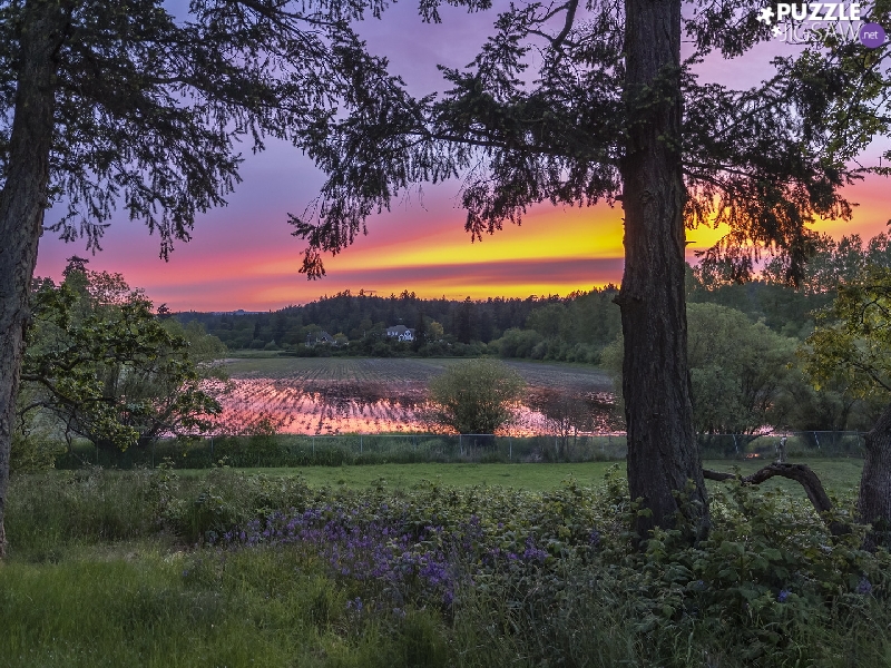 Flooded, trees, house, Great Sunsets, Field, viewes
