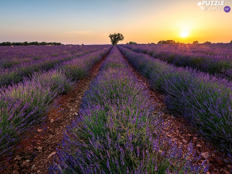 lavender, Great Sunsets, trees, plantation
