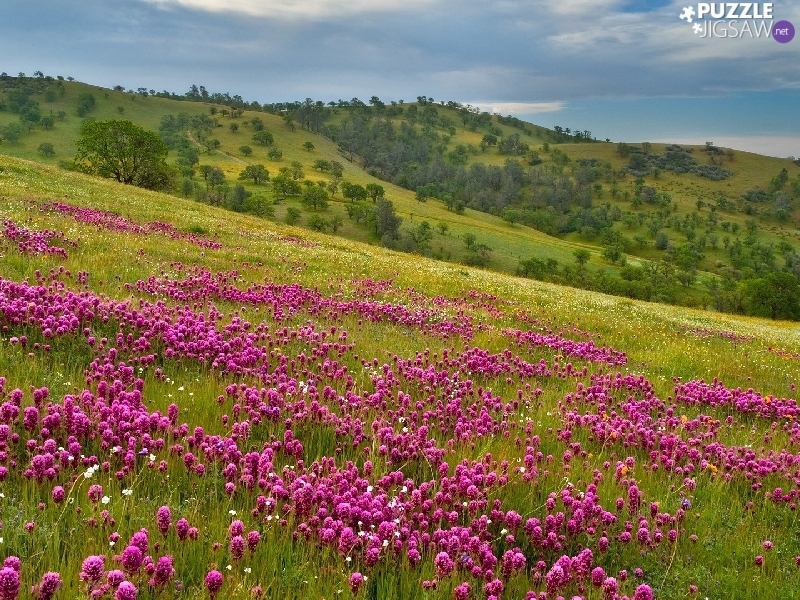 trees, mountains, Meadow, Flowers, viewes, slope
