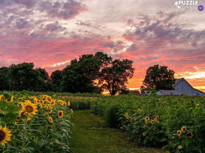 Nice sunflowers, trees, Great Sunsets, viewes, clouds, Flowers, Field, Houses