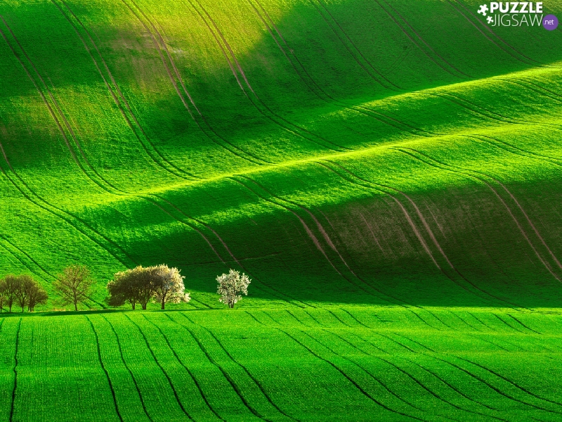 trees, viewes, green ones, The Hills, field