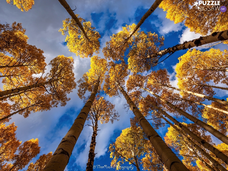 vertices, Sky, viewes, Quaking Aspen, trees