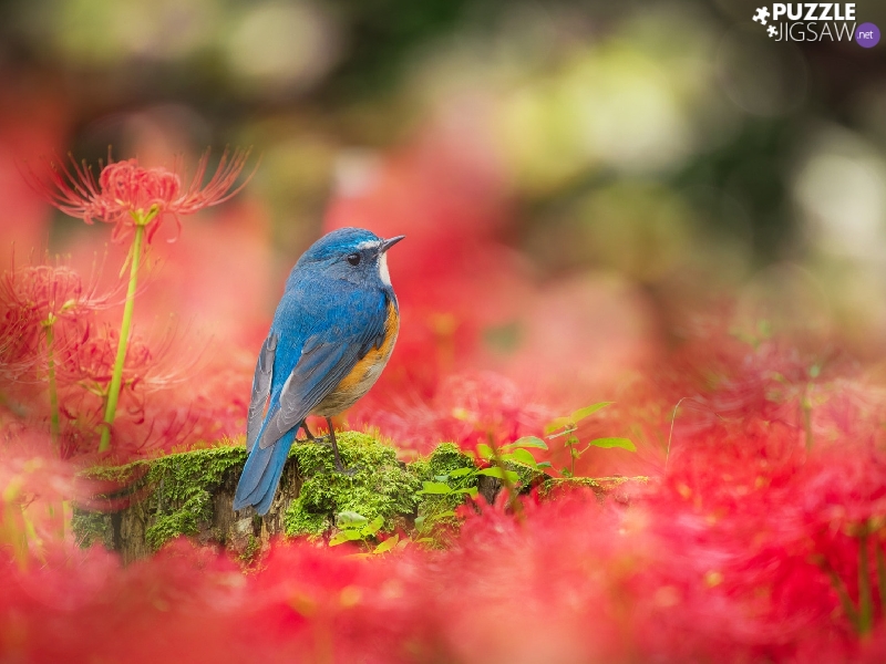 Bird, Flowers, Red, Red-flanked Bluetail