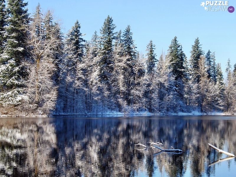 winter, forest, reflection, lake