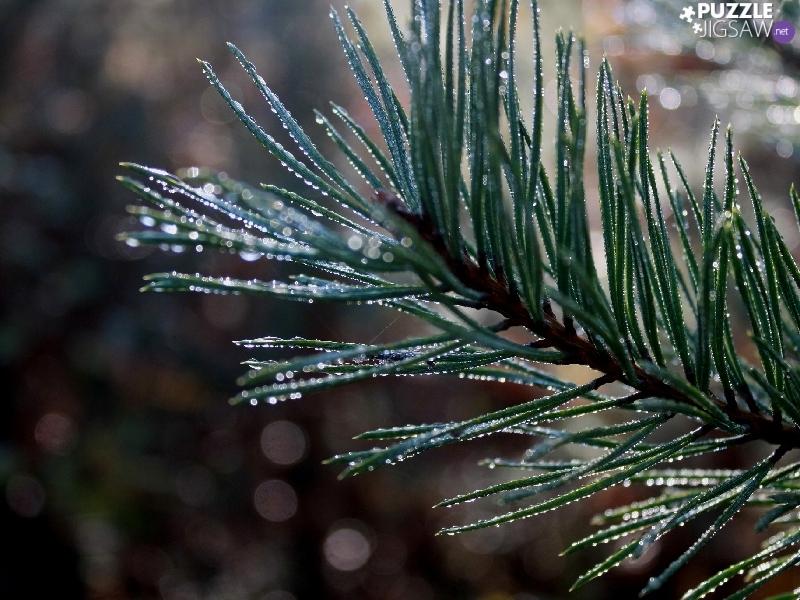 Rosy, trees, pine, drops, branch
