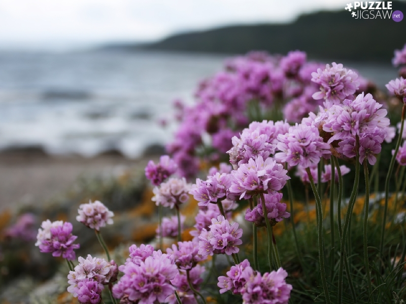 purple, sea, Sea Pink, Flowers