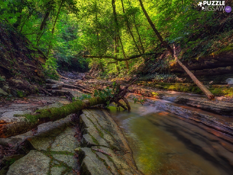 stream, green ones, Stems, trees, fallen, rocks, forest, viewes