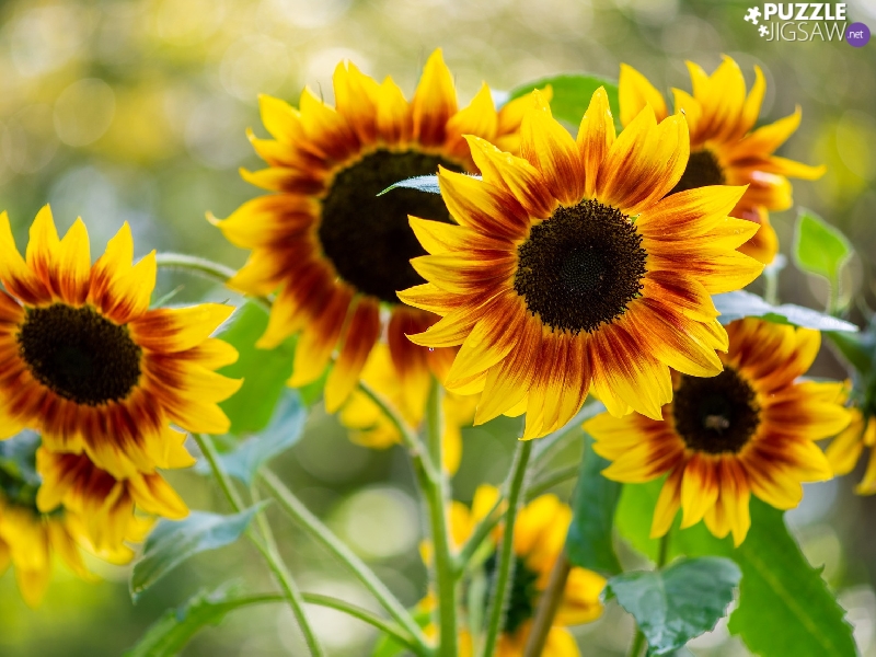 blur, Flowers, Nice sunflowers