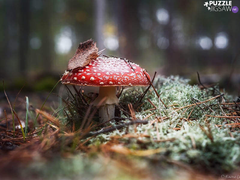 Mushrooms, leaf, litter, toadstool