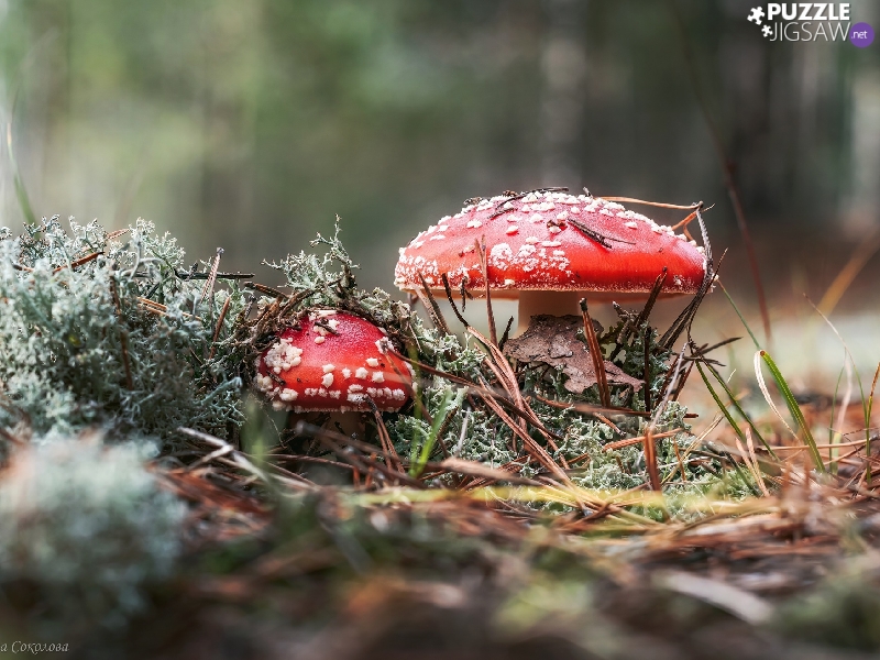 litter, forest, mushrooms, toadstools, Two cars