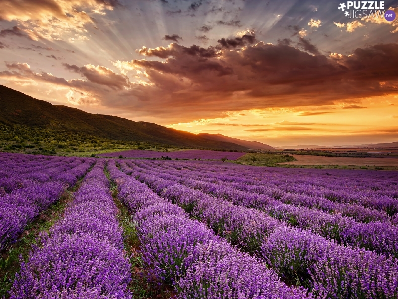 trees, lavender, Great Sunsets, The Hills, Field, viewes, clouds