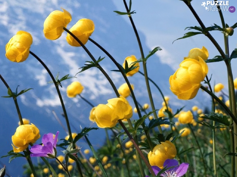 Yellow, Flowers, Globeflower, Wildflowers