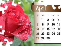 Calendar, april, 2013, rose