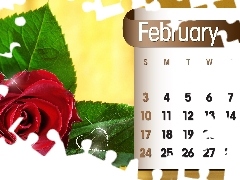 Calendar, february, 2013, rose