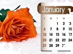 Calendar, january, 2013, rose