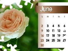 Calendar, june, 2013, rose