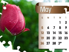 Calendar, may, 2013, rose