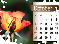 Calendar, october, 2013, roses