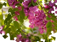 acacia, Pink, Flowers