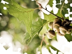 Acorns, trees, oak