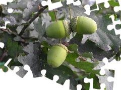 oak, Acorns