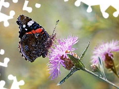 fuzzy, background, Mermaid Admiral, Flowers, butterfly