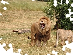 Lion, savanna, Africa, Lioness