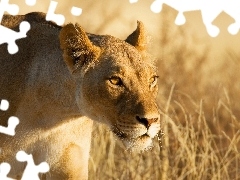 Lioness, Africa