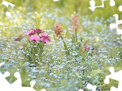 Pink, African Daisies, Forget, Flowers