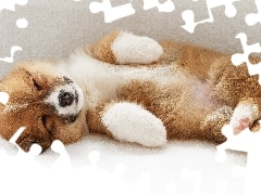 sleepy, puppie, Akita Inu, honeyed