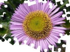 Colourfull Flowers, Alpine aster