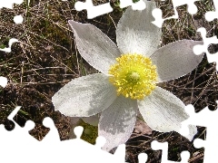 Alpine pasque