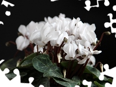 White, Cyclamen