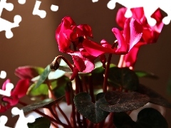 Cyclamen