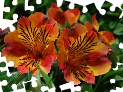 Alstroemeria, Red, Flowers