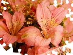 Alstroemeria, Flowers, Pink