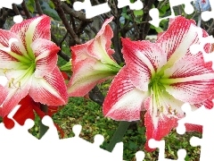 Flowers, amaryllis