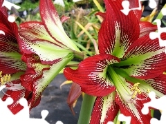 Flowers, amaryllis