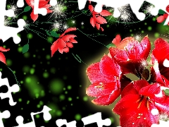 graphics, Flowers, amaryllis, Red